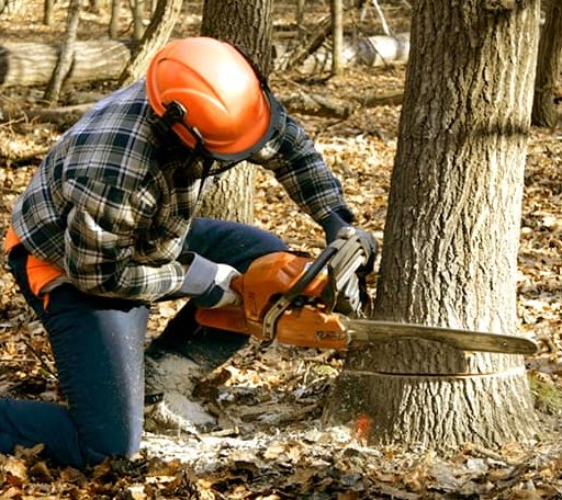 Tree Removal in Reading, MA